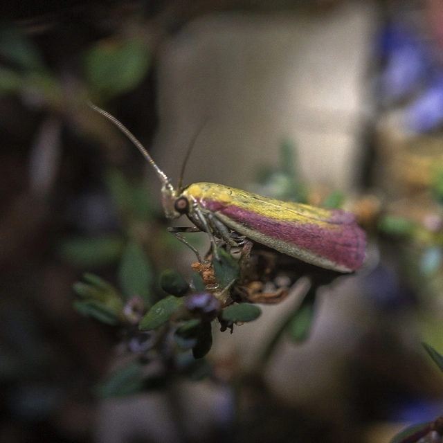 Oncocera semirubella - lucernamoly