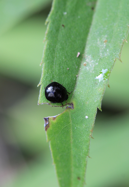 Coptosoma Coptosoma