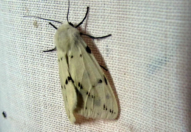 Spilarctia lutea - sárgás medvelepke