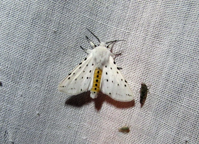 Spilosoma lubricipedum - tejszínű medvelepke