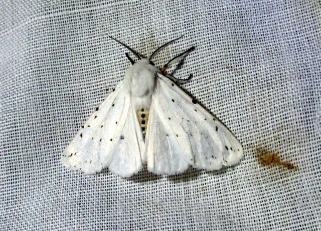 Spilosoma lubricipedum - tejszínű medvelepke