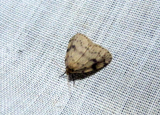 Thumata senex - mocsári medvelepke