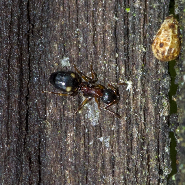 Dolichoderus quadripunctatus - négypettyes erdeihangya