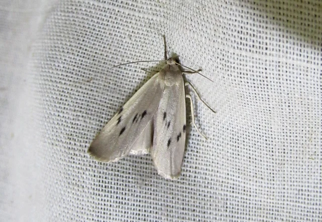 Pelosia muscerda - hamvas zuzmószövő