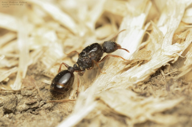 Tetramorium