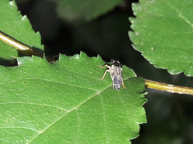 Evacanthus acuminatus