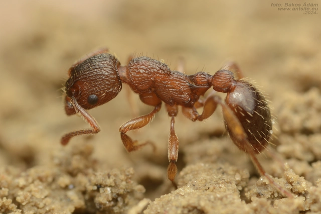 Myrmica specioides - pusztai bütyköshangya