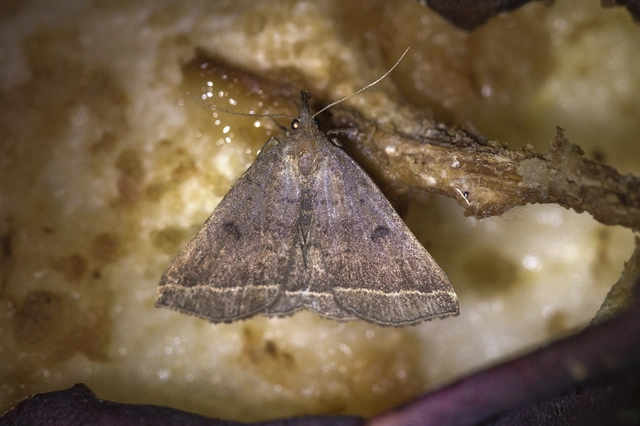 Pechipogo plumigeralis - tollascsápú karcsúbagoly