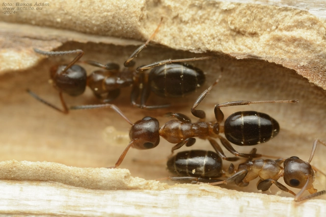 Colobopsis truncata - kapushangya