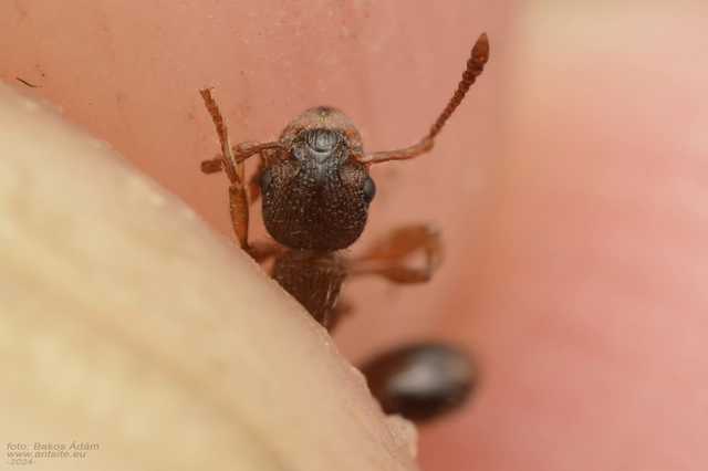 Myrmica specioides - pusztai bütyköshangya