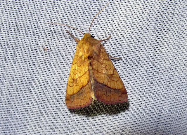 Pyrrhia umbra - iglicebagoly