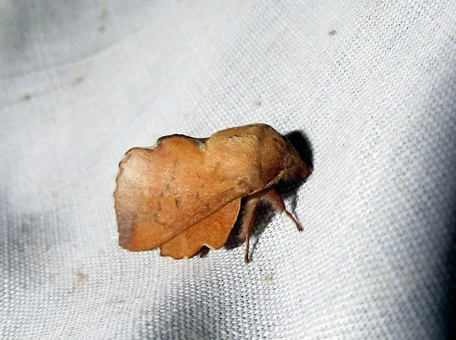 Phyllodesma tremulifolia - nyárlevélpohók
