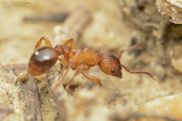 Myrmica sabuleti - gyakori bütyköshangya