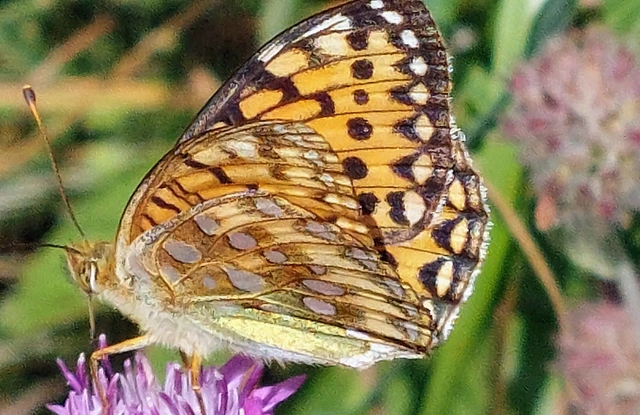 Argynnis aglaja - kerekfoltú gyöngyházlepke Argynnis aglaja - kerekfoltú gyöngyházlepke