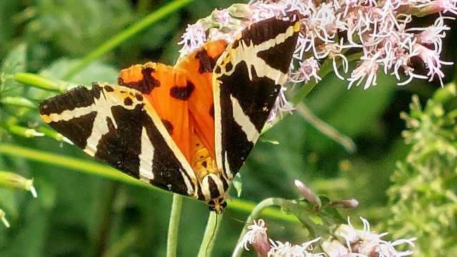 Euplagia quadripunctaria - csíkos medvelepke