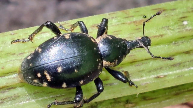 Liparus glabrirostris - közönséges acsalapuormányos