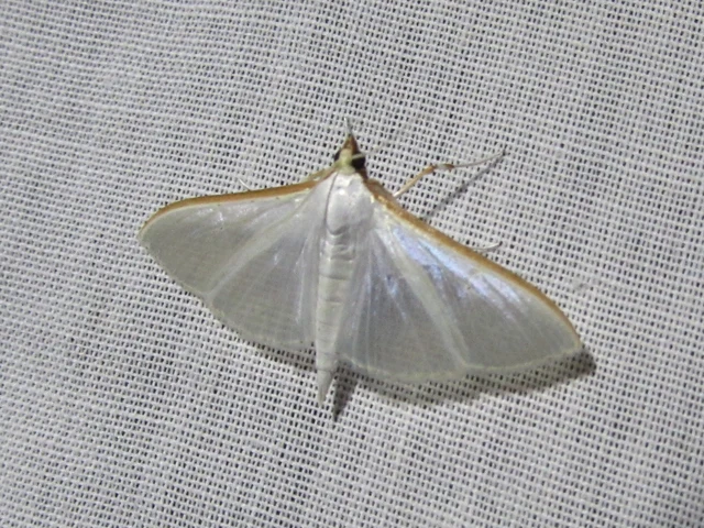 Palpita vitrealis - hófehér tűzmoly