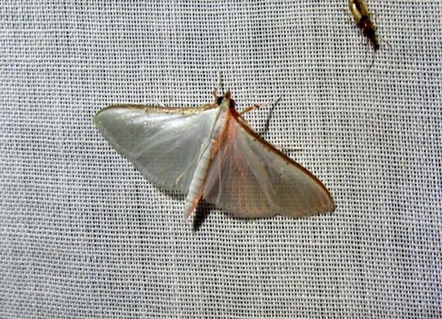 Palpita vitrealis - hófehér tűzmoly
