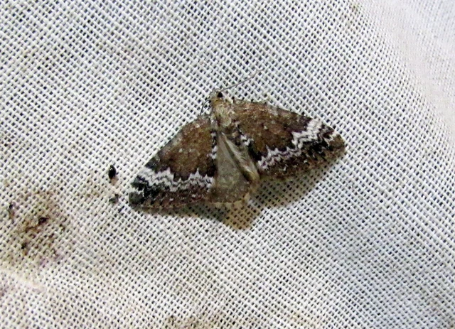 Perizoma alchemillata - árvacsalán-araszoló