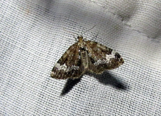Perizoma alchemillata - árvacsalán-araszoló
