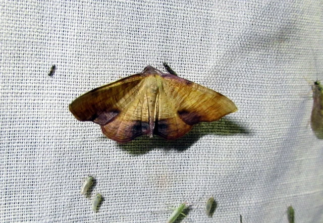 Plagodis dolabraria - baltaszárnyú araszoló