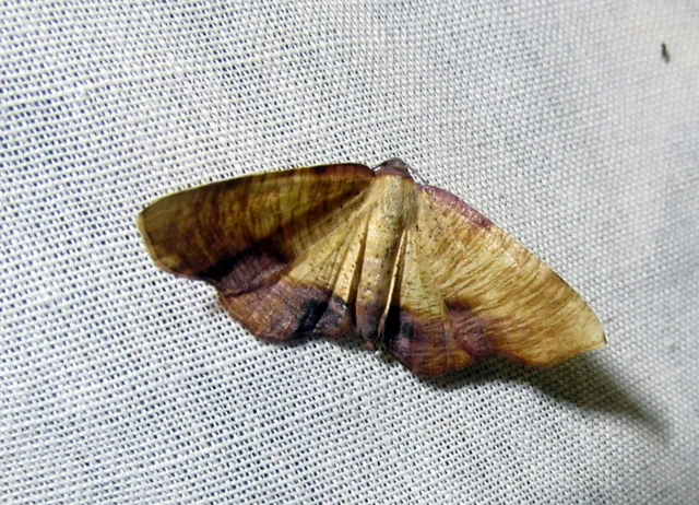 Plagodis dolabraria - baltaszárnyú araszoló