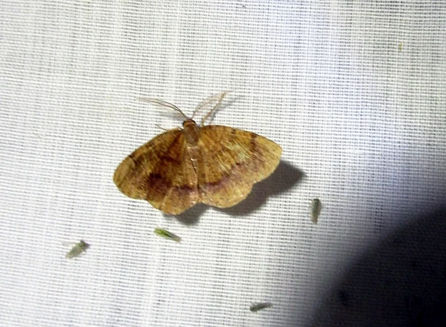 Plagodis pulveraria - szemcsés araszoló