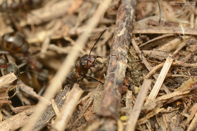 Formica pratensis - réti vöröshangya