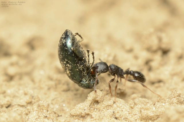 Tetramorium