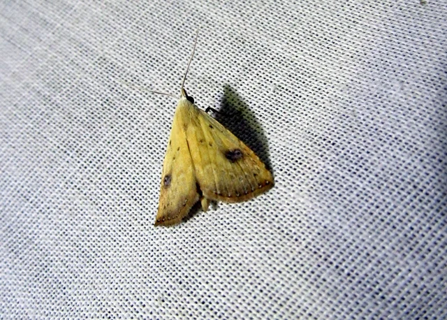 Rivula sericealis - selymes lórombagoly