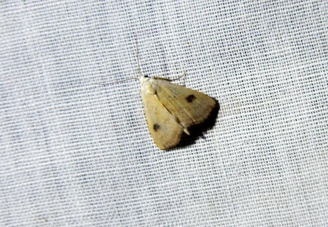 Rivula sericealis - selymes lórombagoly
