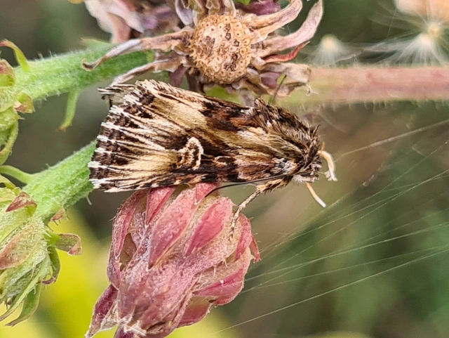Actinotia radiosa - kis sugarasbagoly
