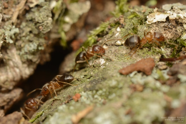Lasius brunneus - rozsdáshátú feketehangya