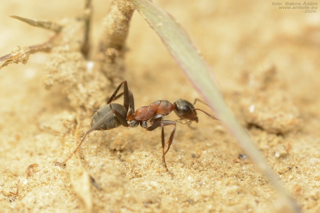 Formica cunicularia - gyakori rabszolgahangya