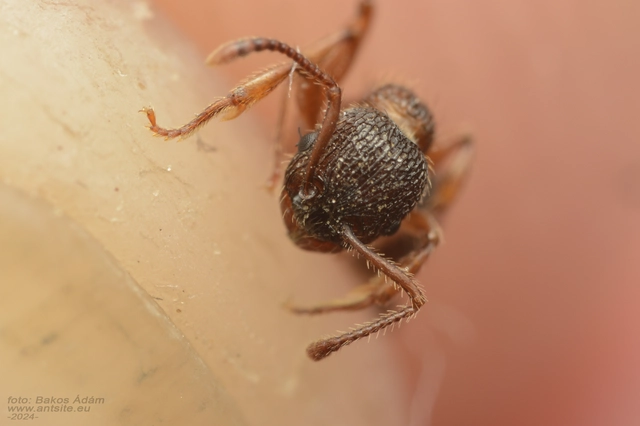 Myrmica schencki - kétszínű bütyköshangya