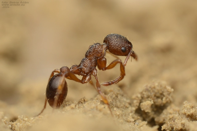 Myrmica specioides - pusztai bütyköshangya