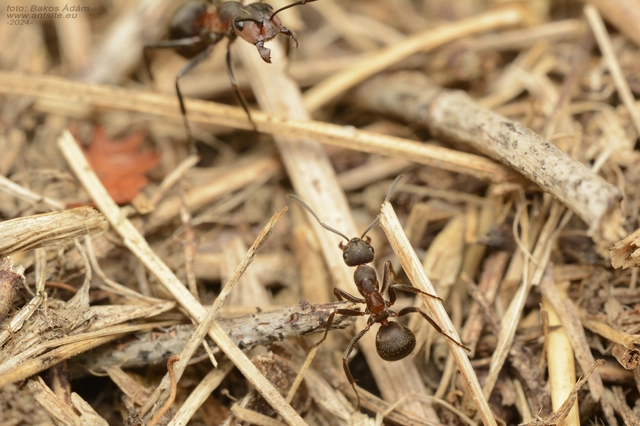 Formica pratensis - réti vöröshangya