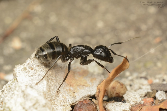 Camponotus vagus - fekete lóhangya