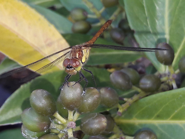 Sympetrum striolatum - harántsávos katona-szitakötő