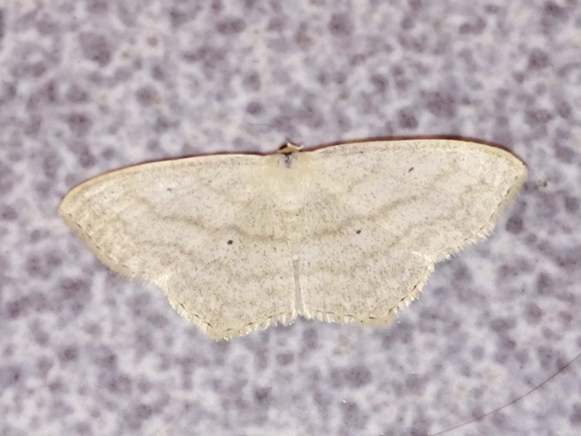 Scopula nigropunctata - feketepettyes araszoló