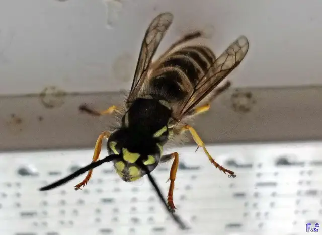 Vespula vulgaris - kecskedarázs