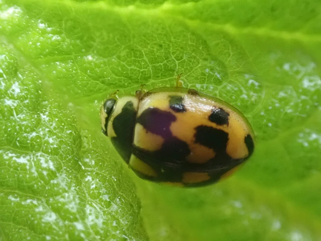 Propylea quatuordecimpunctata - tizennégypettyes füsskata