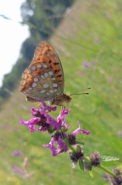 Argynnis adippe - ezüstös gyöngyházlepke