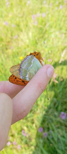Argynnis paphia - nagy gyöngyházlepke