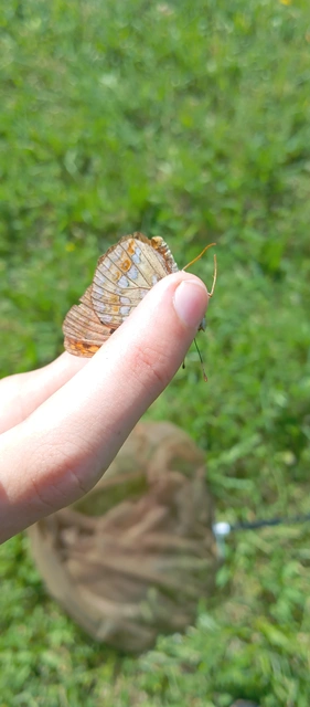 Argynnis adippe - ezüstös gyöngyházlepke