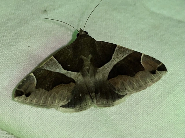 Dysgonia algira - déli porcelánbagoly