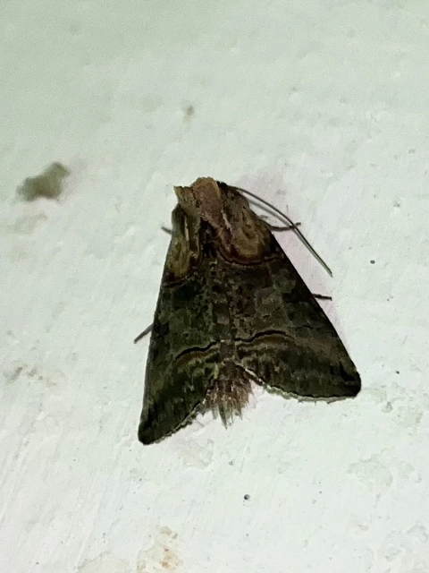 Abrostola triplasia - közönséges csalánbagoly