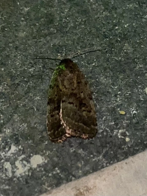 Athetis gluteosa - nyugtalan lápibagoly