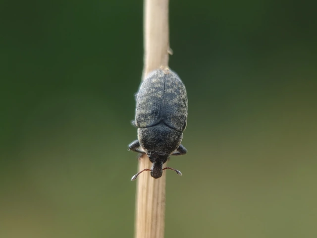 Larinus obtusus - imola-púderbarkó