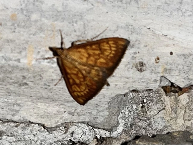 Ecpyrrhorrhoe rubiginalis - rozsdavörös tűzmoly